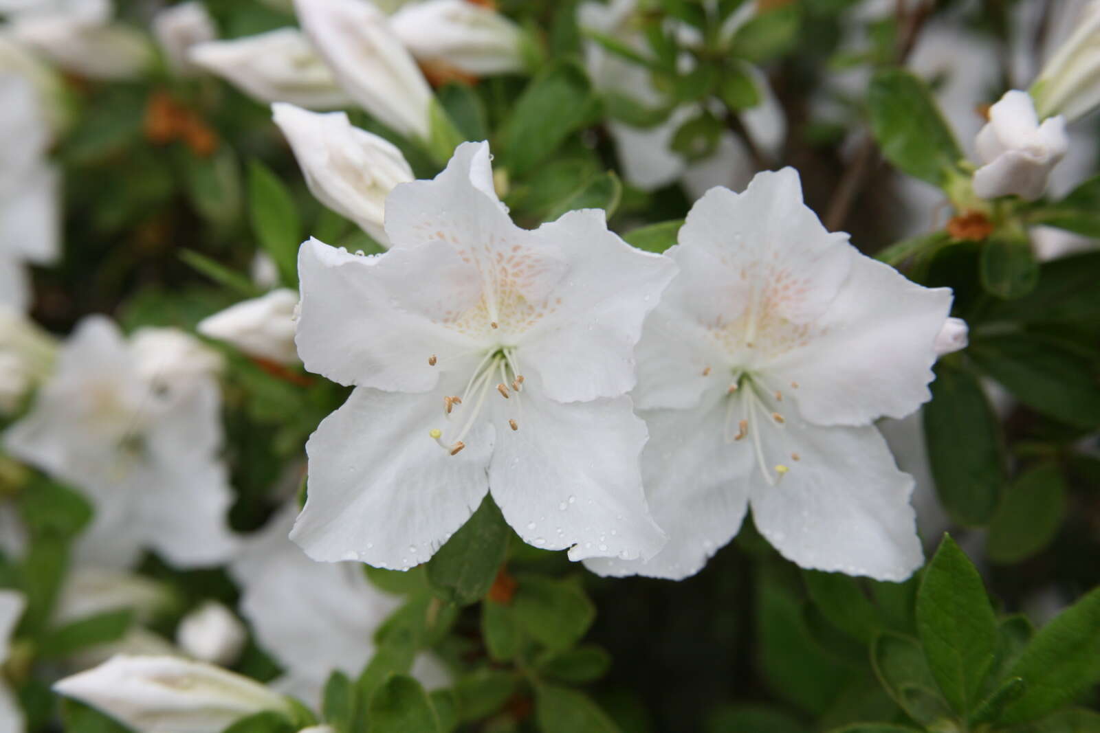 Imagem de Rhododendron mucronatum (Bl.) G. Don