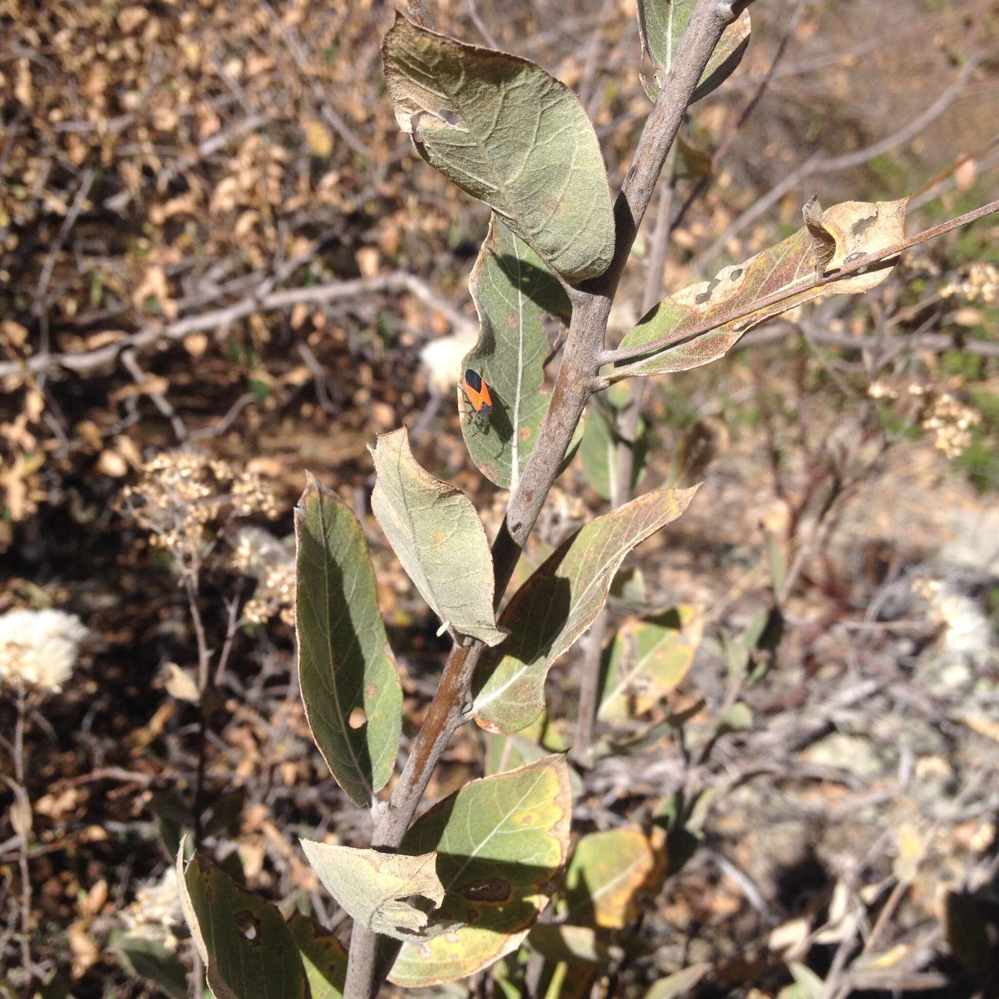 Eremosis foliosa (Benth.) Gleason resmi