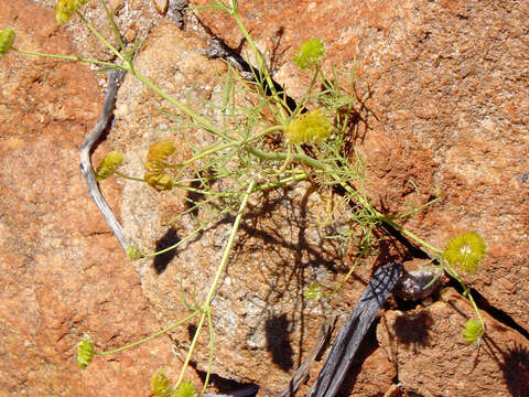 Image of Trachymene pilbarensis B. L. Rye