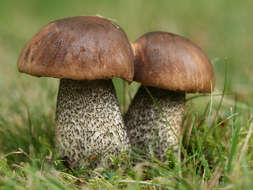 Image of Leccinum scabrum (Bull.) Gray 1821