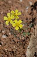 Image of Oxalis copiosa F. Bolus