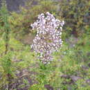 Imagem de Valeriana microphylla Kunth