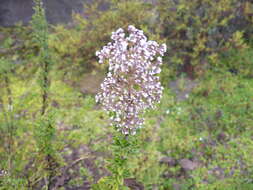 Image de Valeriana microphylla Kunth