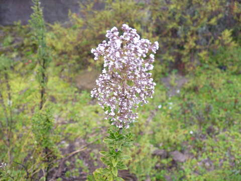 Image of Valeriana microphylla Kunth