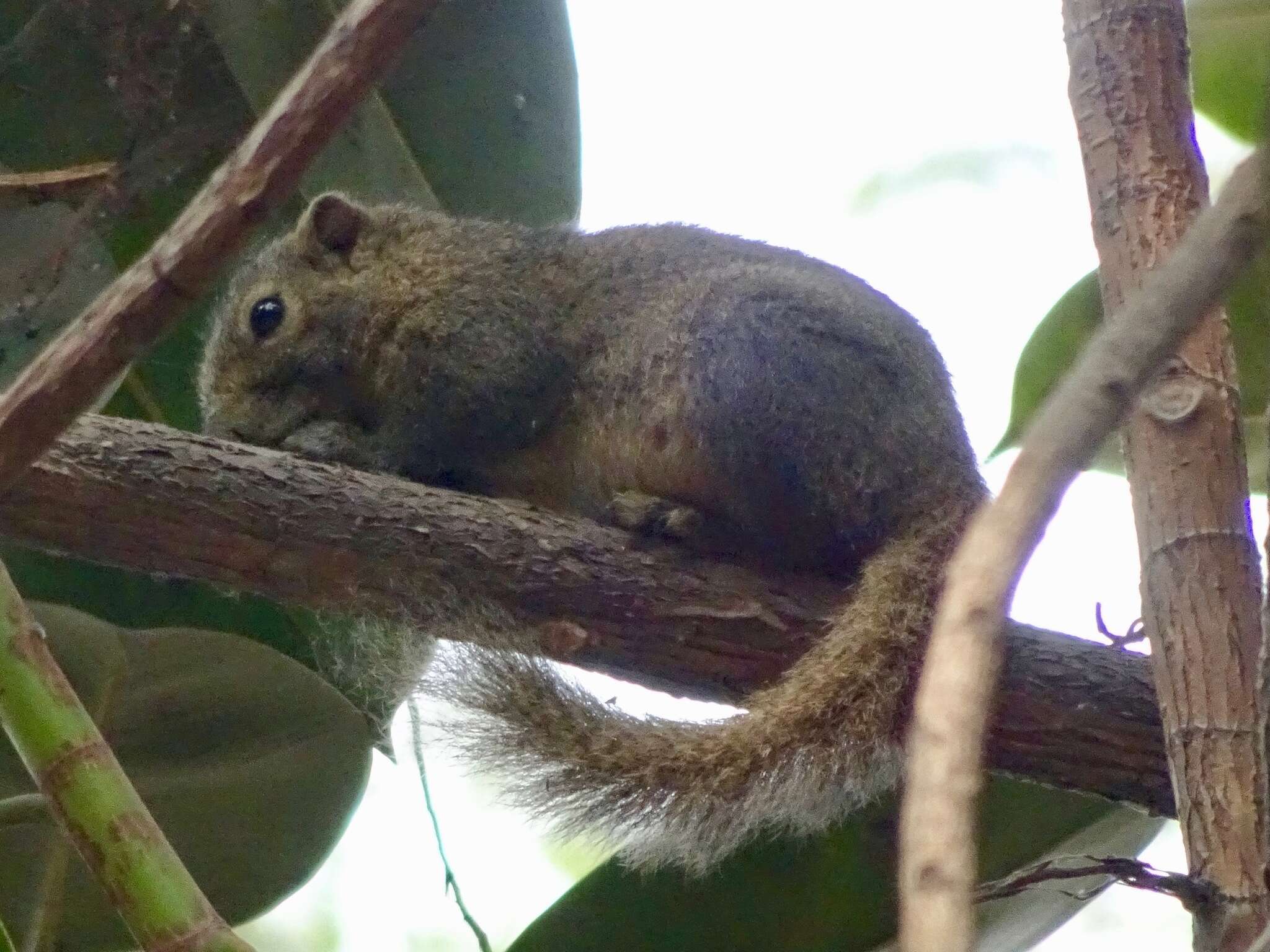 Слика од Callosciurus pygerythrus (I. Geoffroy Saint-Hilaire 1833)