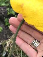 Image of Iceland Poppy