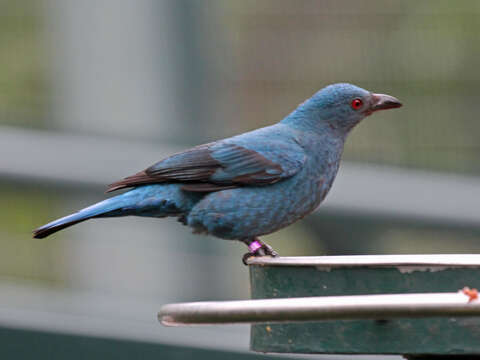 Image of Fairy-bluebird