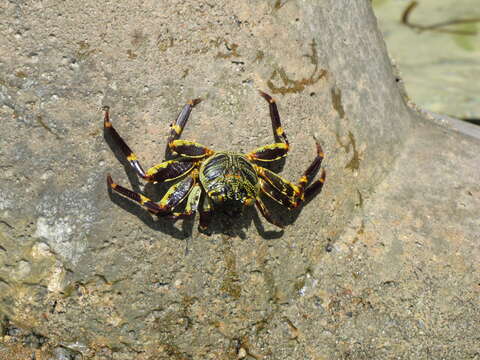 Image of Sally lightfoot crab