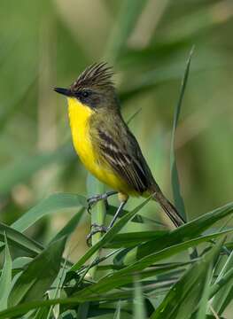 Image of Crested Doradito