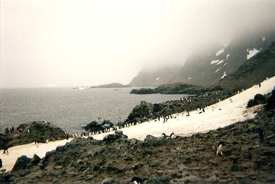 Plancia ëd Pygoscelis antarcticus (Forster & JR 1781)