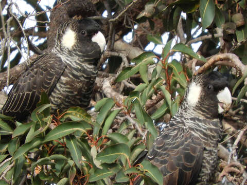 Image de Cacatoès de Baudin