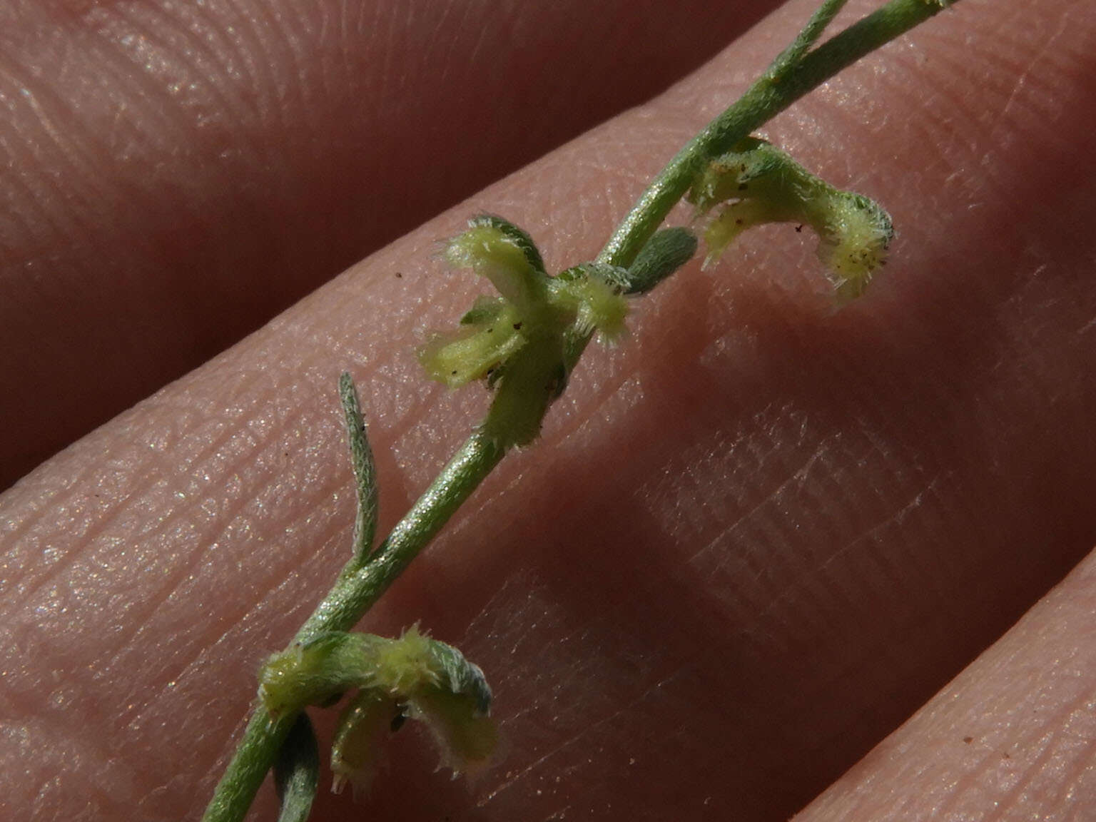 Image of chuckwalla combseed