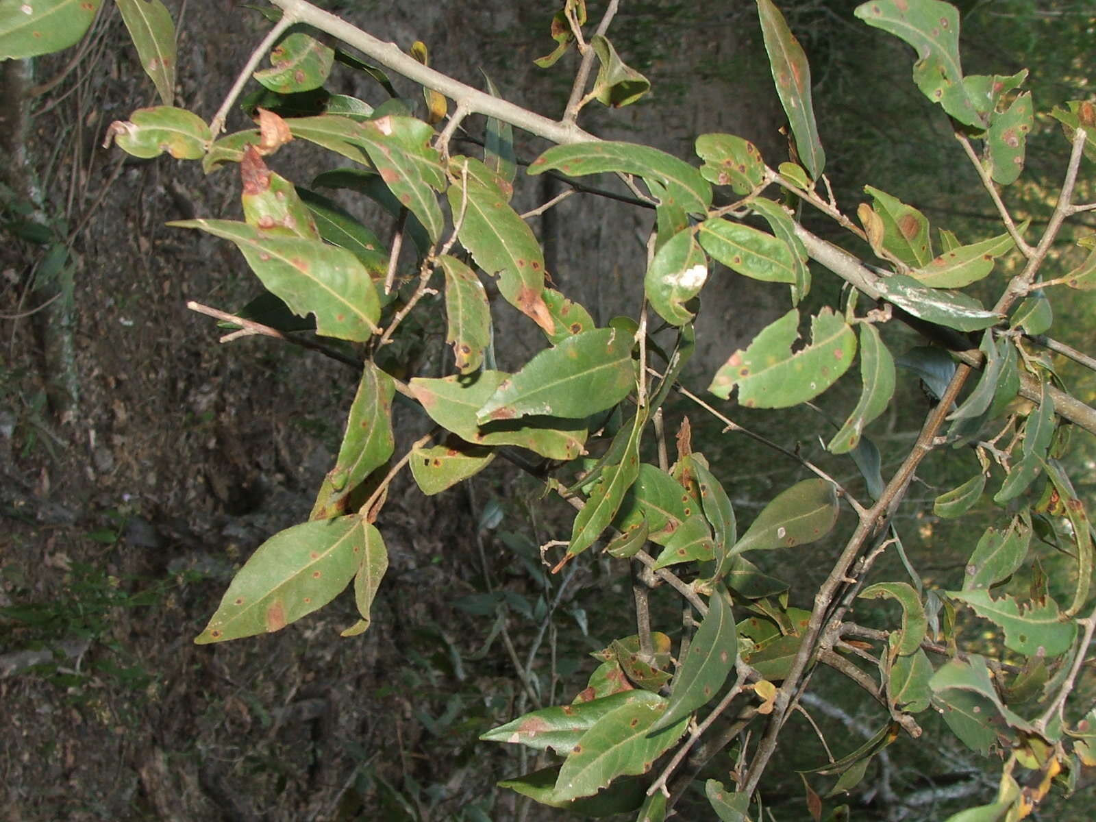 Image of Ruprechtia laxiflora Meisn.