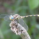 Image of Flapper Hooktail