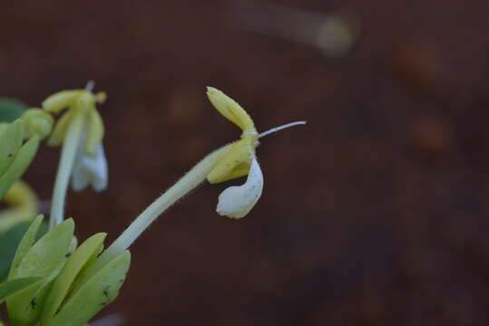 Image of Oxera neriifolia (Montrouz.) Beauvis.