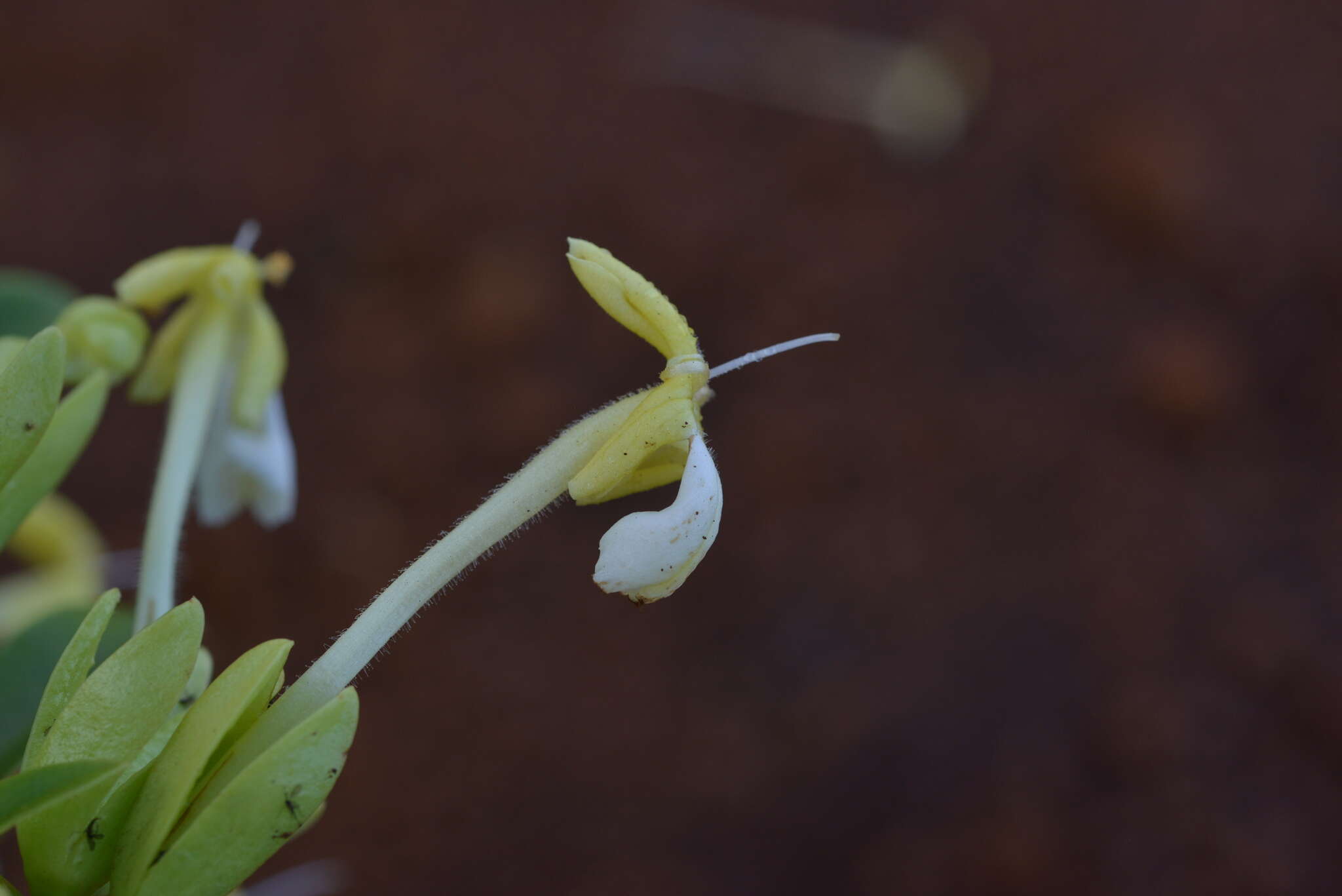 Image of Oxera neriifolia subsp. neriifolia