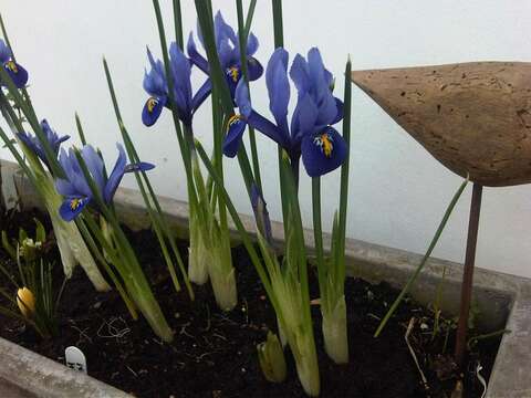 Image of Iris reticulata M. Bieb.