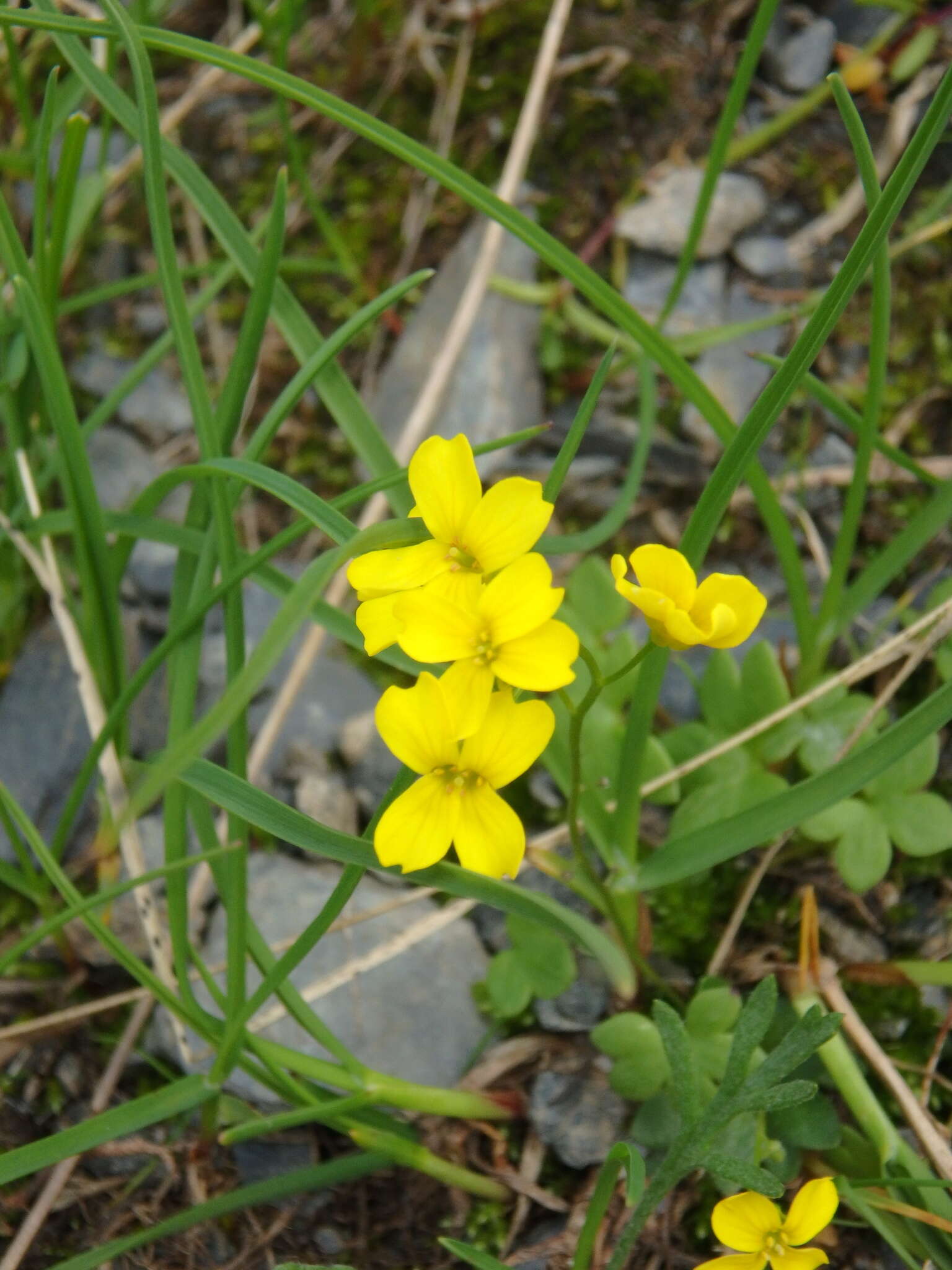 Image of Draba scabra C. A. Mey.