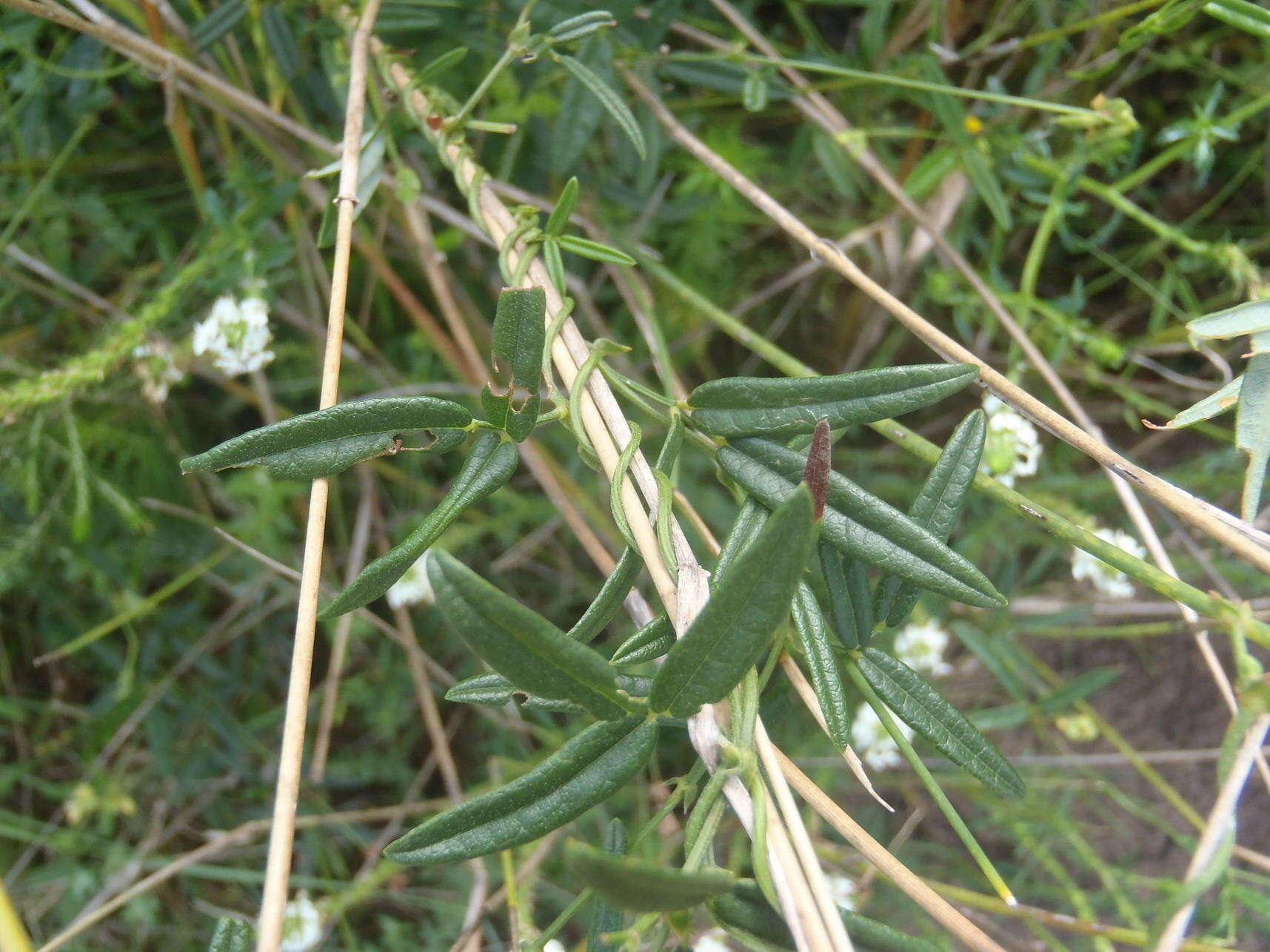 Image of Rhynchosia leucoscias Harv.