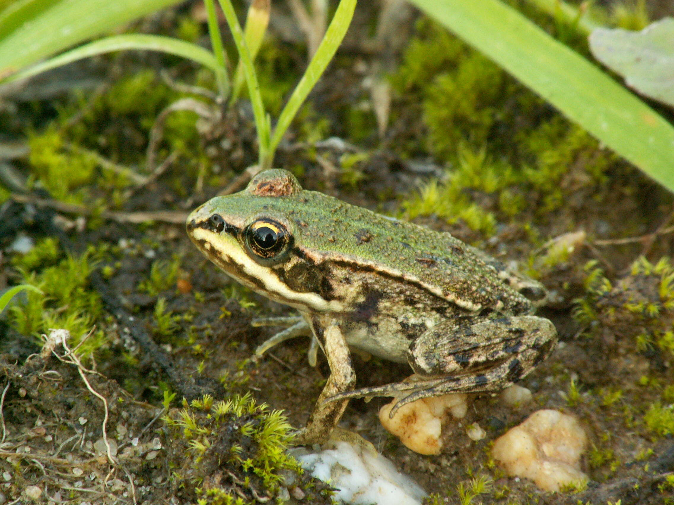 Image de Petite grenouille verte