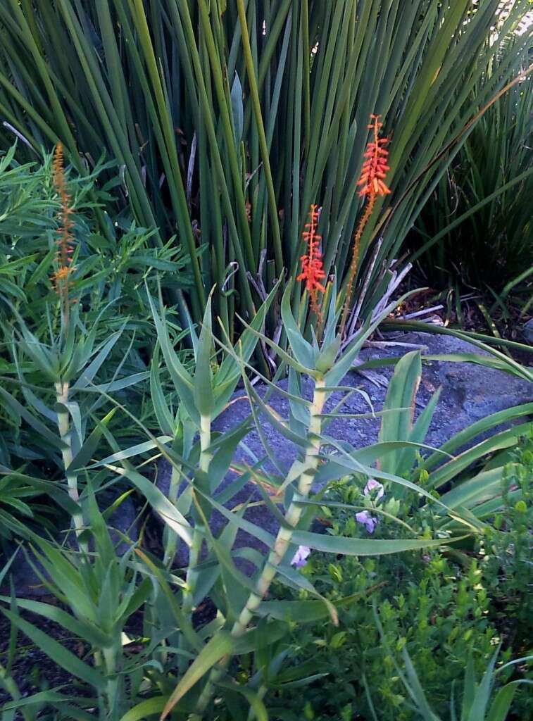 Image of Fence Aloe