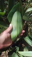 Image of Pleurothallis coriacardia Rchb. fil.