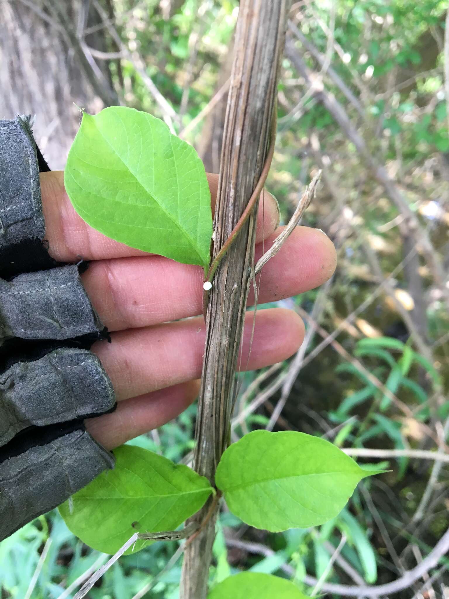 Image of Climbing-Dogbane