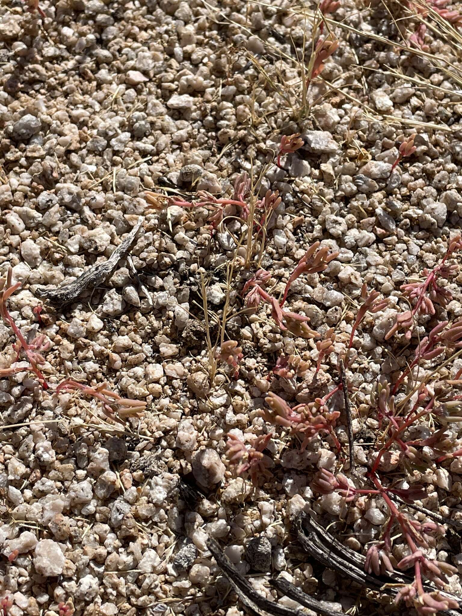 Image of silkcotton purslane