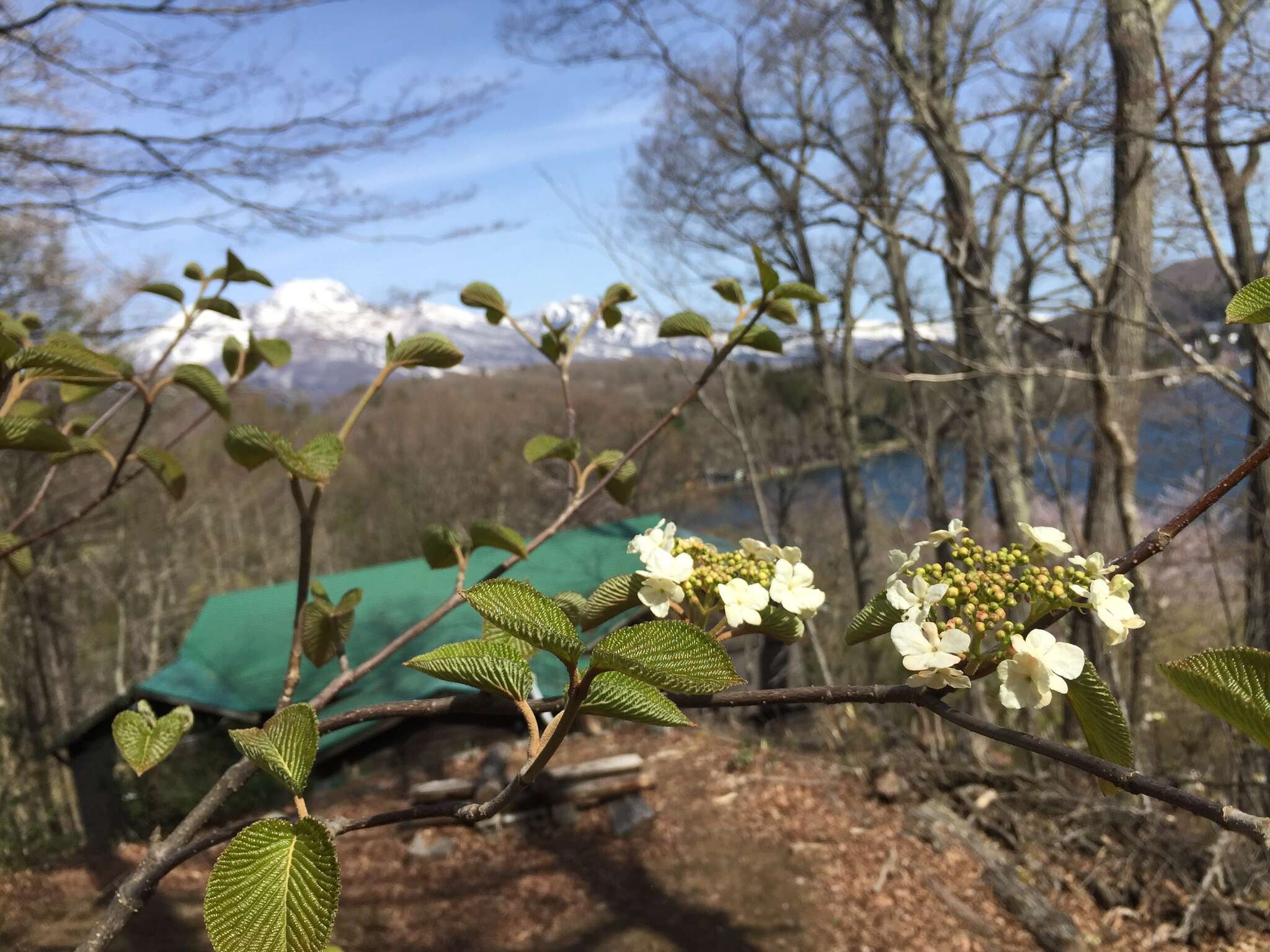 Image de Viburnum furcatum Bl. ex Hook. fil. & Thoms.