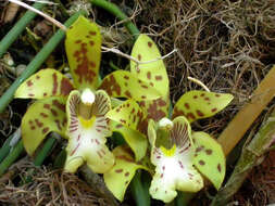 Image of Scuticaria steelei (Hook.) Lindl.