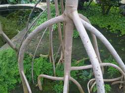 Image of red mangrove