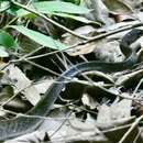 Image of White-bellied Rat Snake