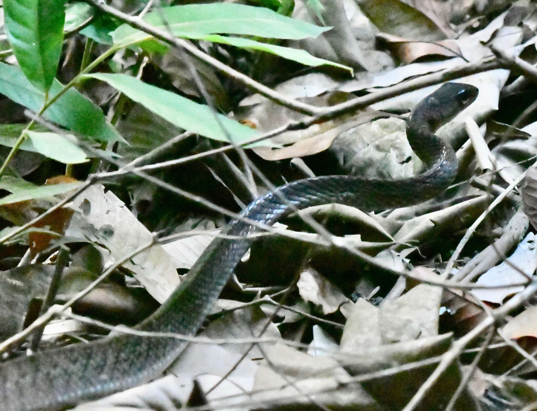 Image of White-bellied Rat Snake