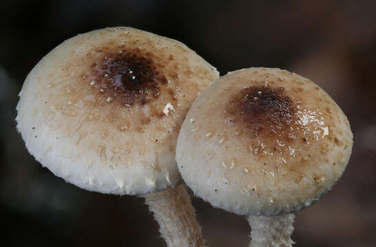 Image of Pholiota decorata (Murrill) A. H. Sm. & Hesler 1968