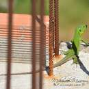 Image of North African Ocellated Lizard