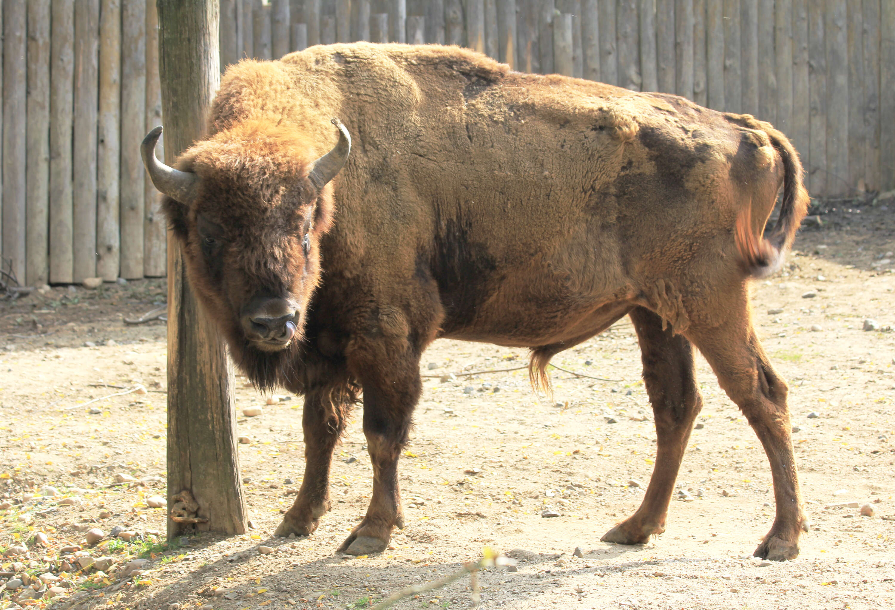 Image of European Bison