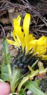 Crepis terglouensis (Hacq.) A. Kerner resmi