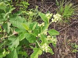 Parthenium lozanoanum Bartlett的圖片