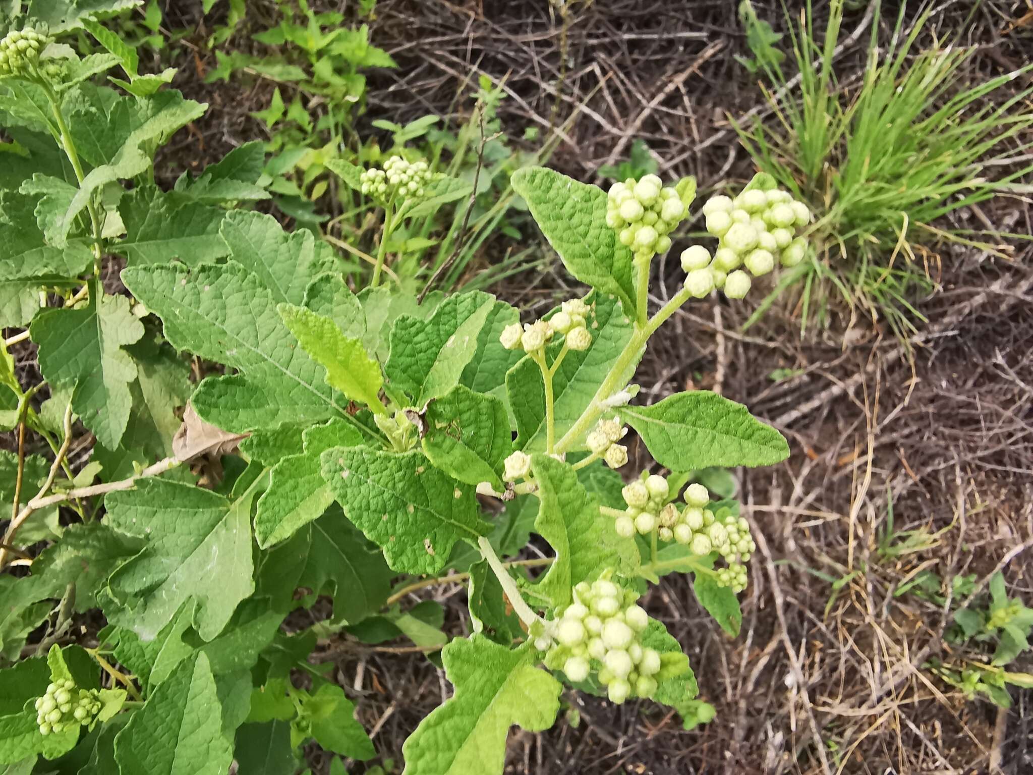 Sivun Parthenium lozanoanum Bartlett kuva