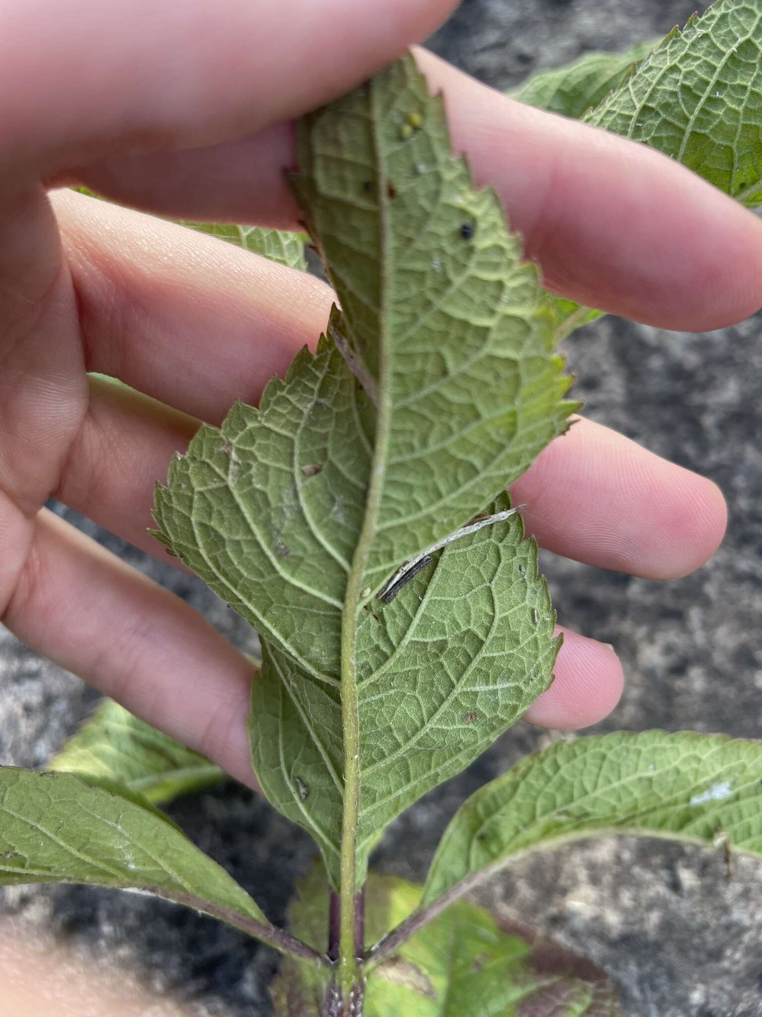 Image de Eutrochium maculatum (L.) E. E. Lamont