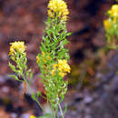 Image de Draba helleriana Greene