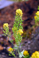 Image de Draba helleriana Greene