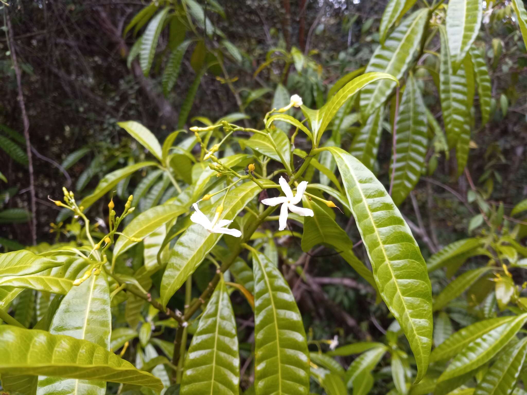 Sivun Tabernaemontana citrifolia L. kuva