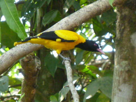 Image of Black-hooded Oriole