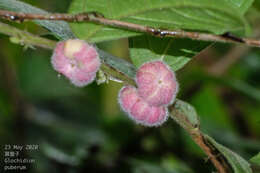 Image de Phyllanthus puberus (L.) Müll. Arg.