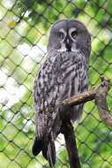 Image of Great Gray Owl