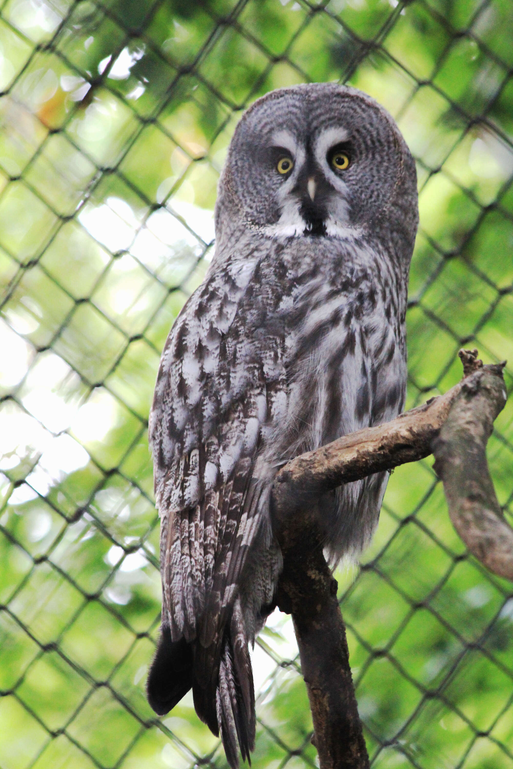 Image of Great Gray Owl