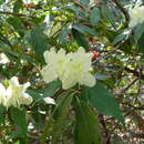 Image of Rhododendron lutescens Franch.