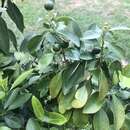 Image de Calamondin