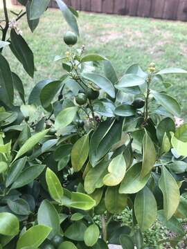 Image of calamondin